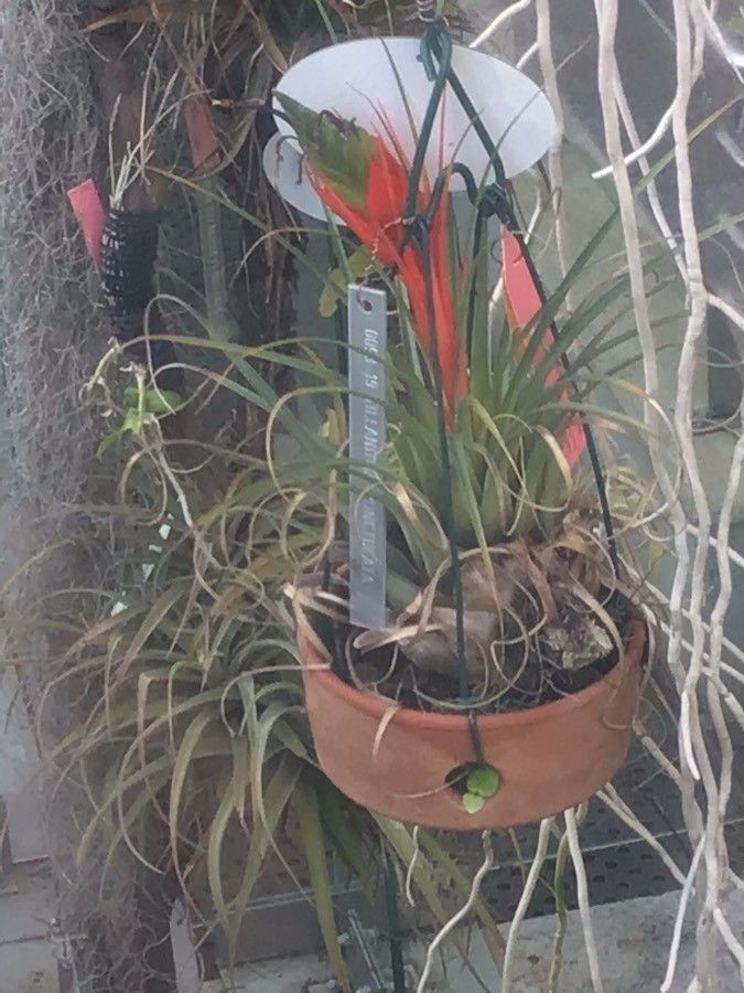 Tillandsia punctulata flower