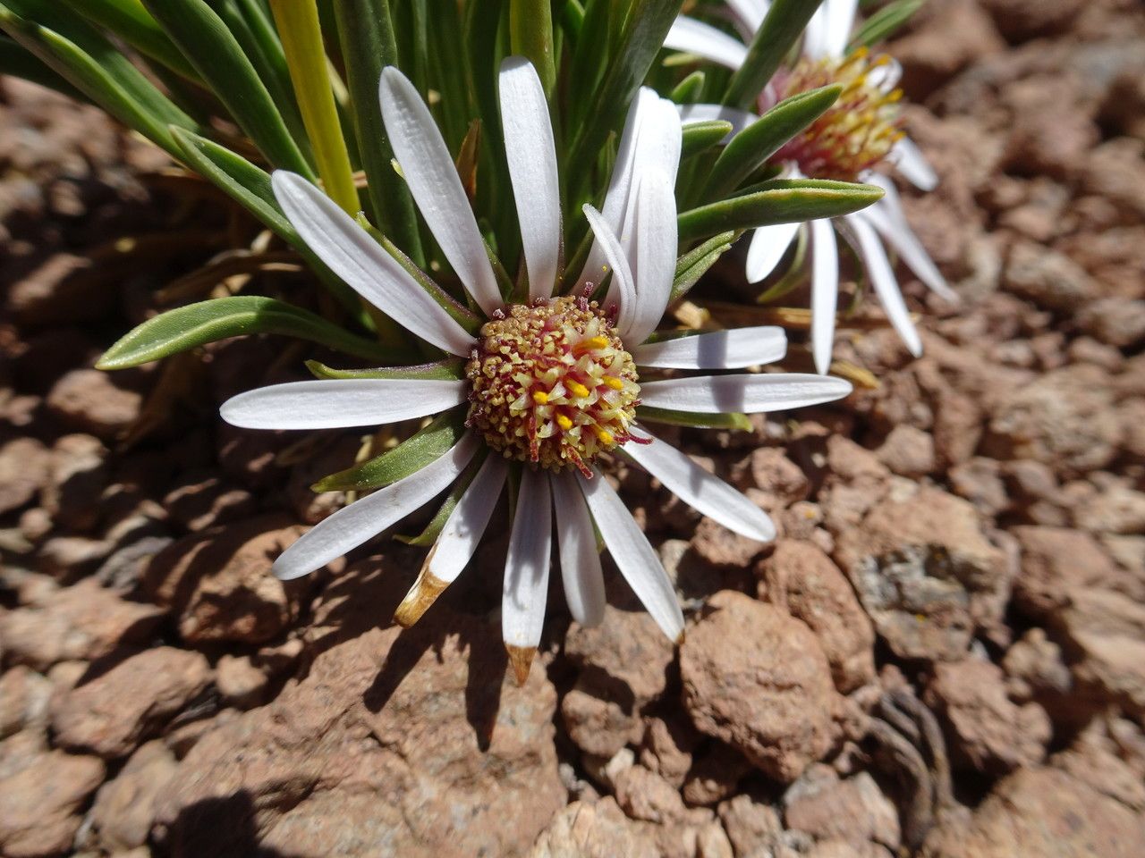 Werneria glaberrima flower