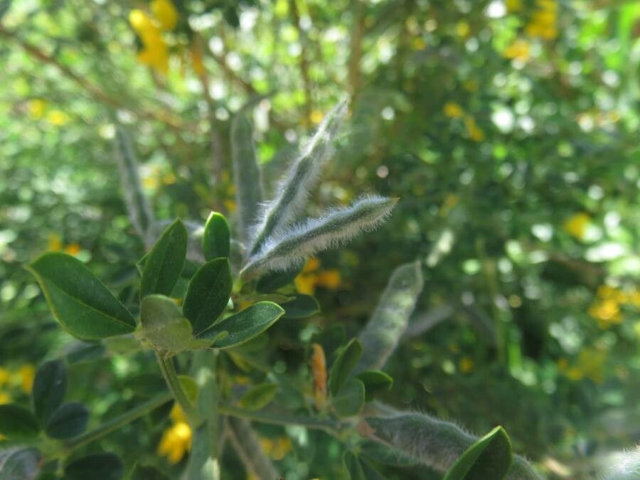 Genista monspessulana fruit