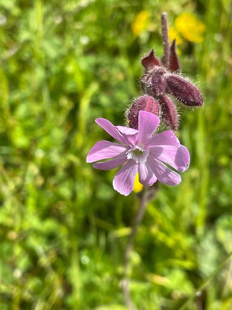 Silene × hampeana flower