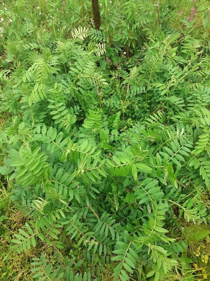 Astragalus atropilosulus — search result for 'Malawi'