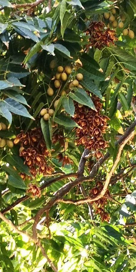 Toona sinensis fruit