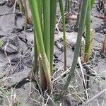 Schoenoplectus californicus