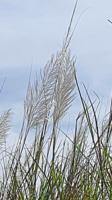 Saccharum spontaneum flower