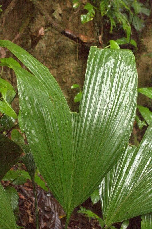 Asplundia brachyphylla — related species from the same genus