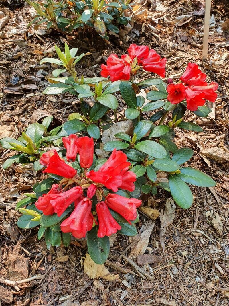 Rhododendron haematodes habit