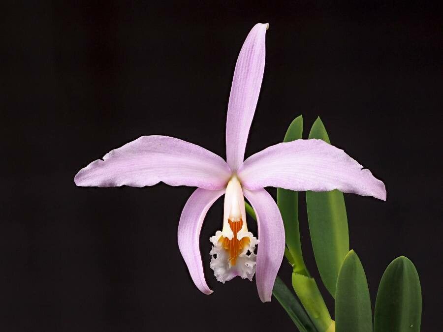 Cattleya jongheana — houseplant care guide