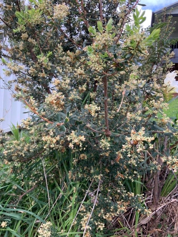 Ceanothus megacarpus flower