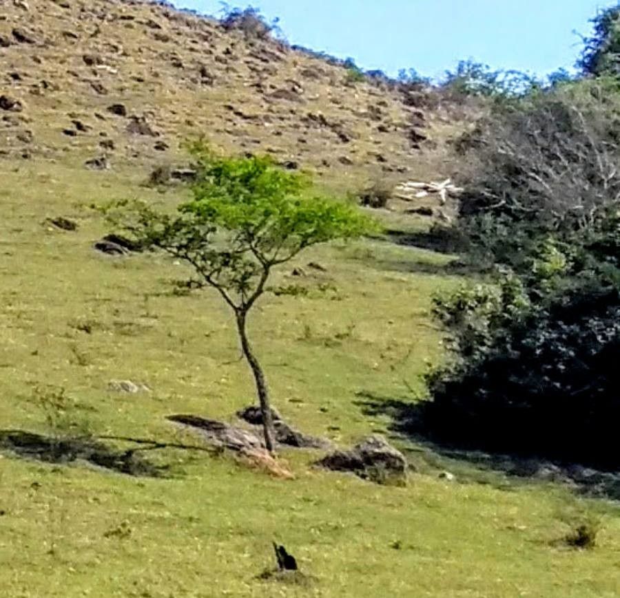 Schinopsis balansae habit