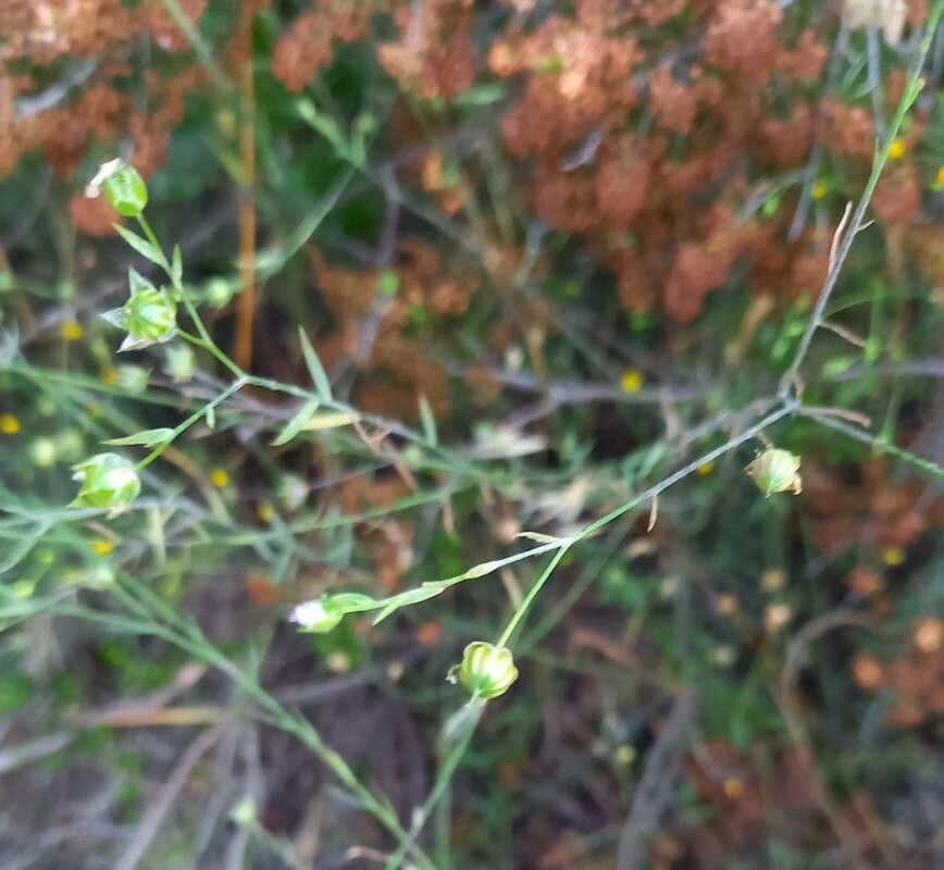 Linum bienne fruit