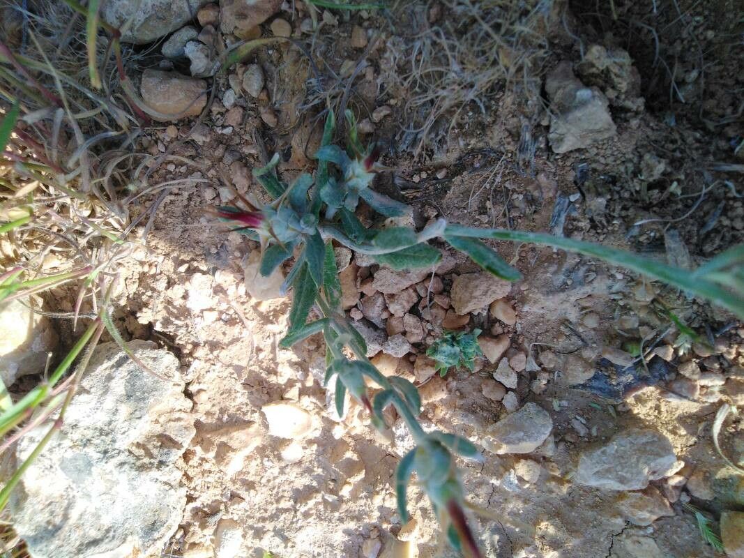 Centaurea eriophora — houseplant care guide