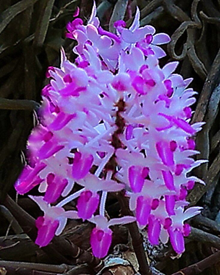 Seidenfadenia mitrata — houseplant care guide