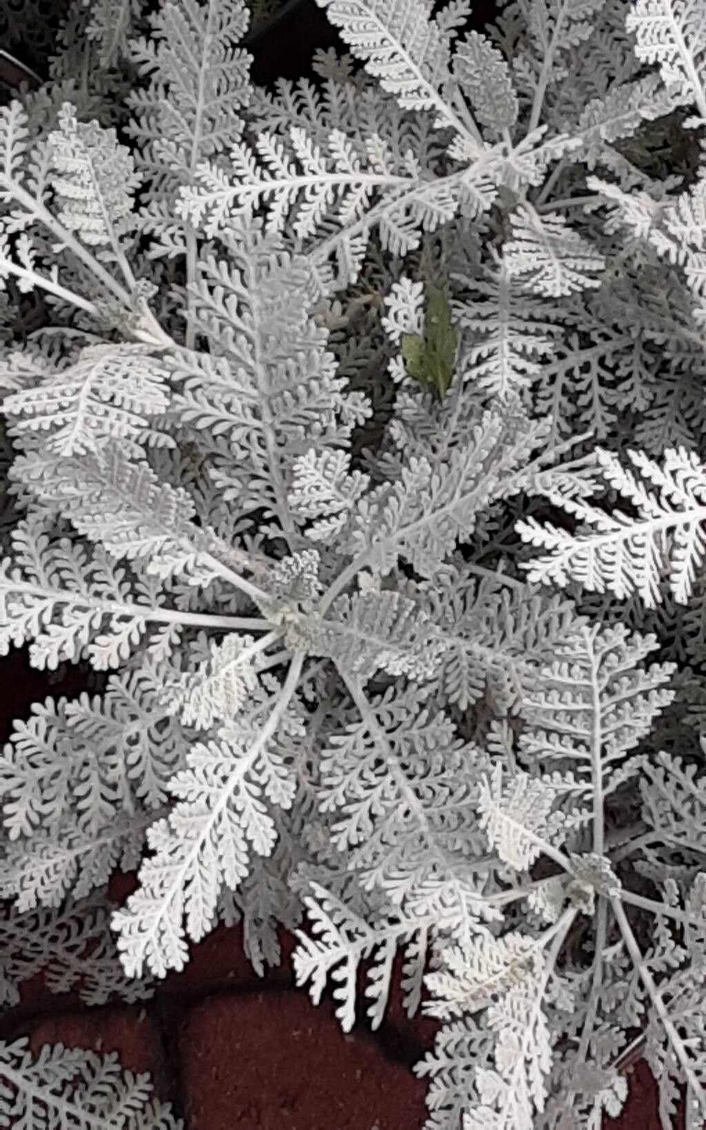 Tanacetum ptarmiciflorum habit
