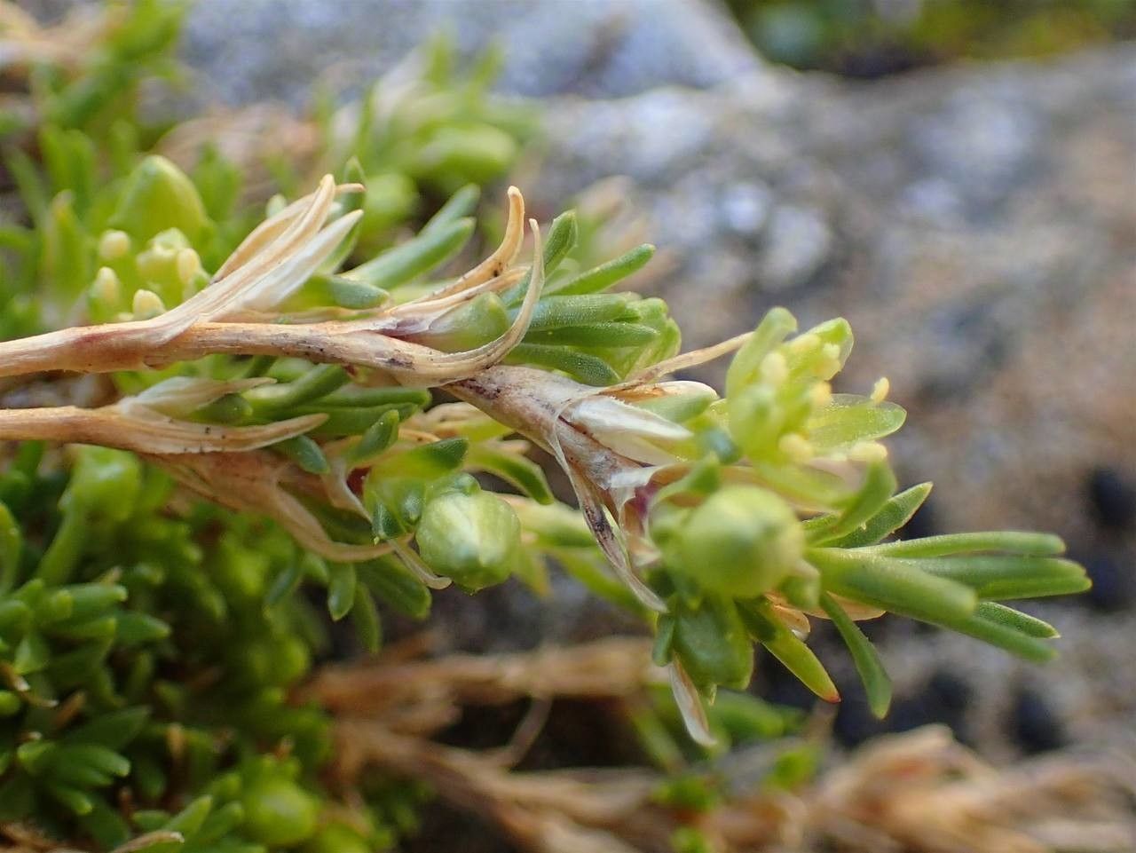 Minuartia sedoides fruit