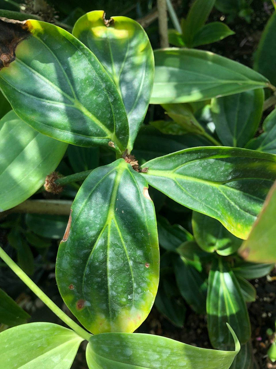 Medinilla intermedia — search result for 'Medinilla'