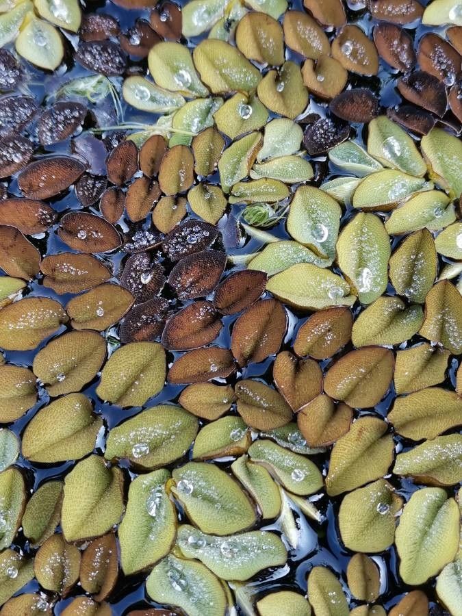 Salvinia adnata — related species from the same genus