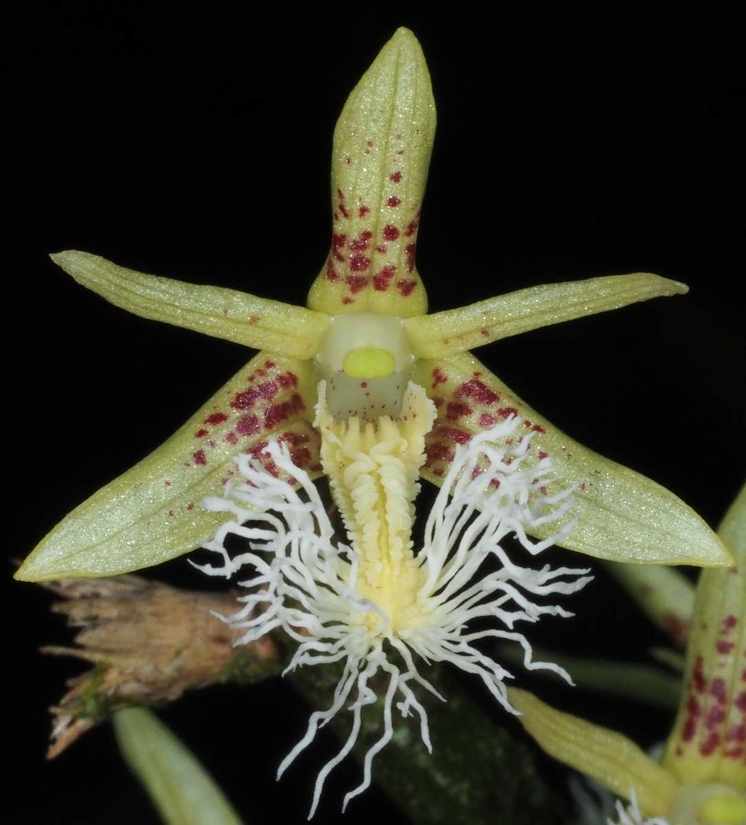 Dendrobium comatum flower