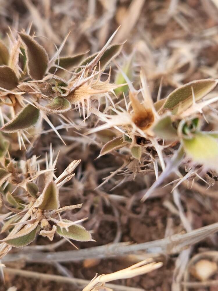 Barleria delamerei fruit