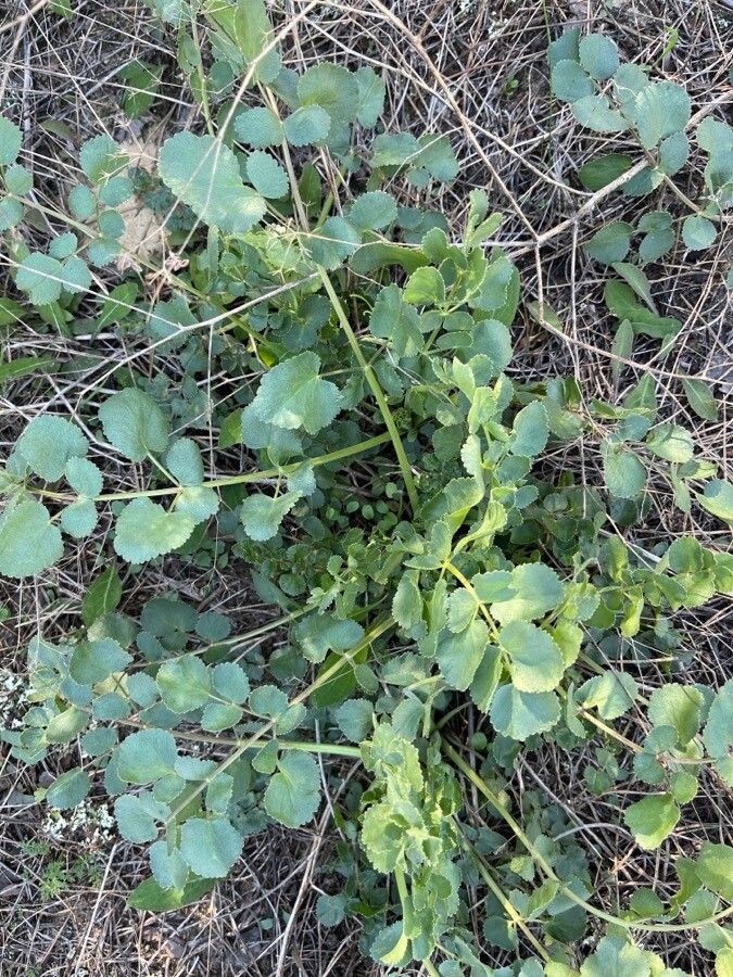 Kundmannia sicula leaf