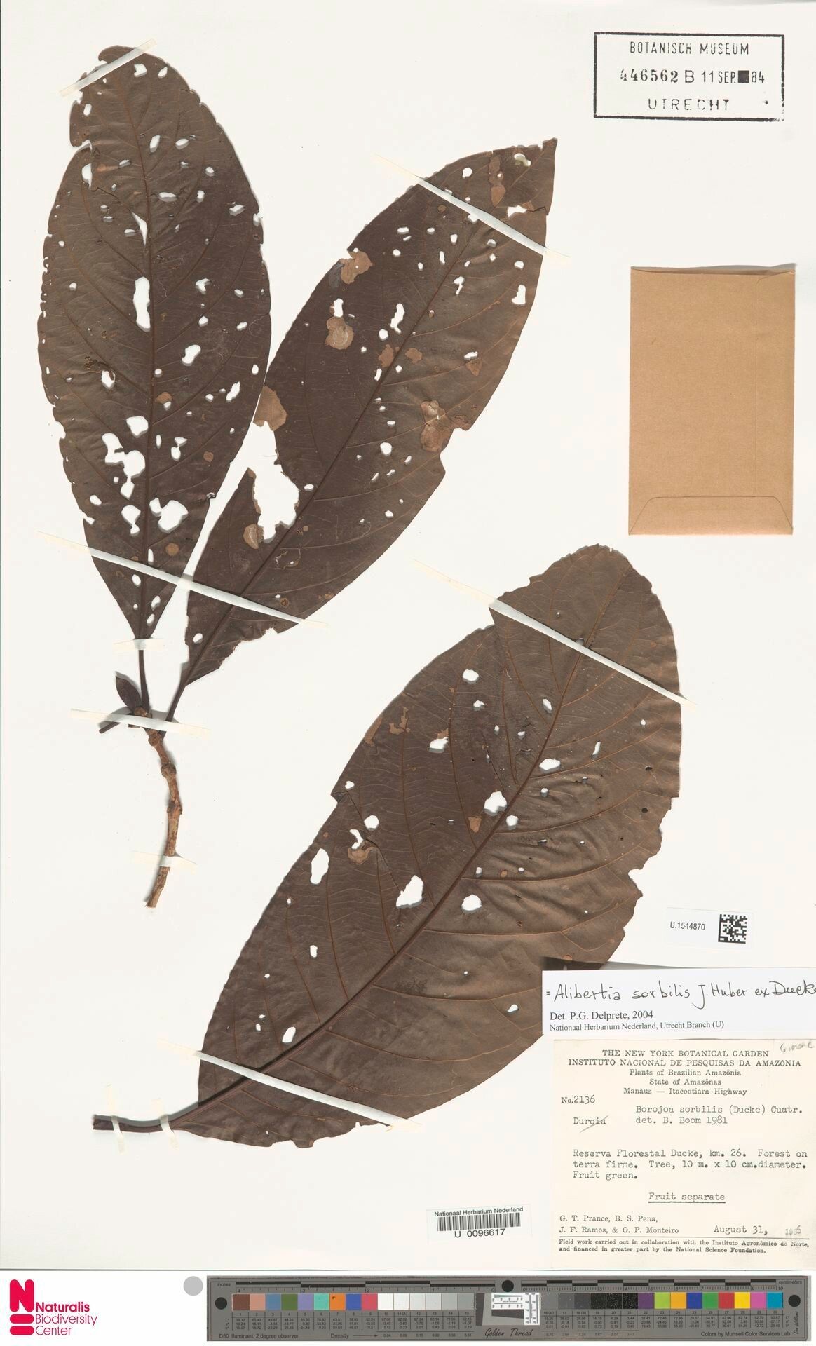 Alibertia sorbilis leaf