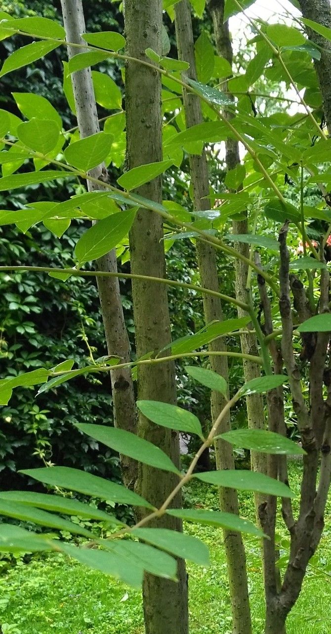 Decaisnea insignis — houseplant care guide