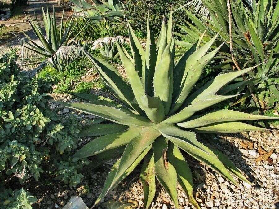 Agave avellanidens — houseplant care guide