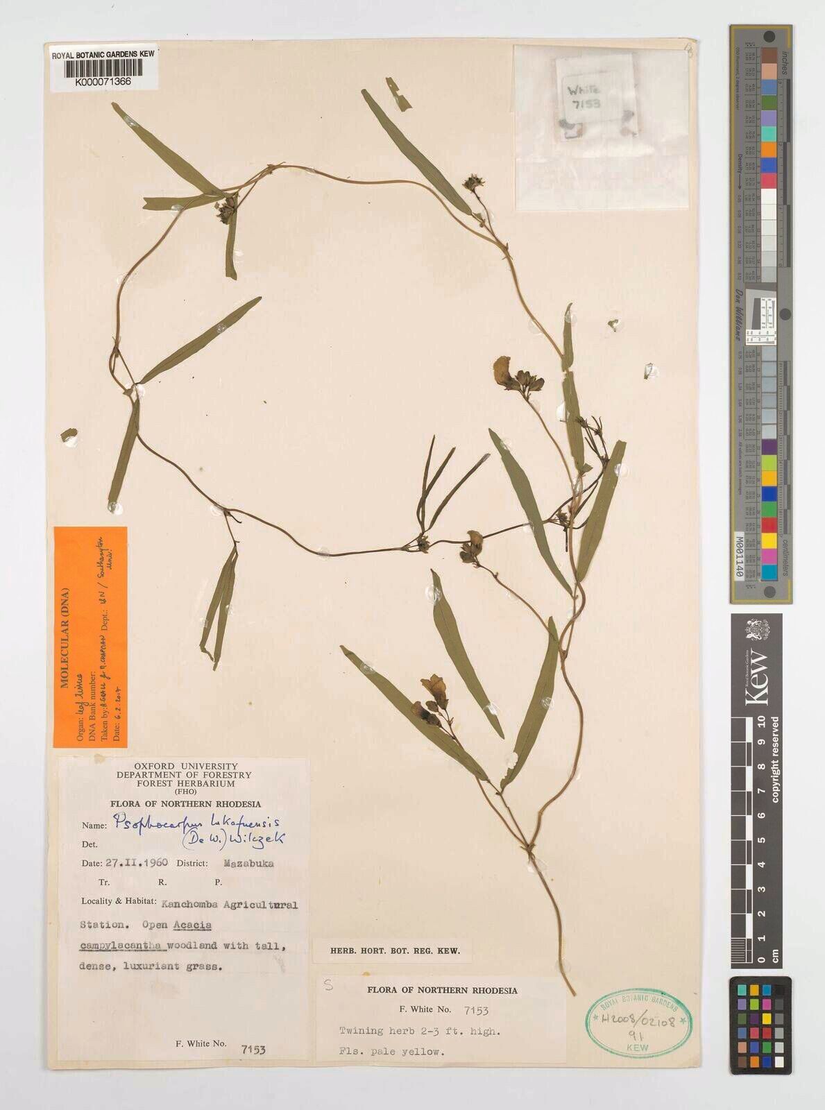 Psophocarpus lukafuensis — related species from the same genus