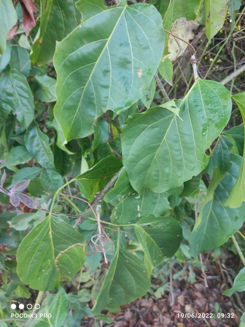 Stereospermum kunthianum — search result for 'Angola'