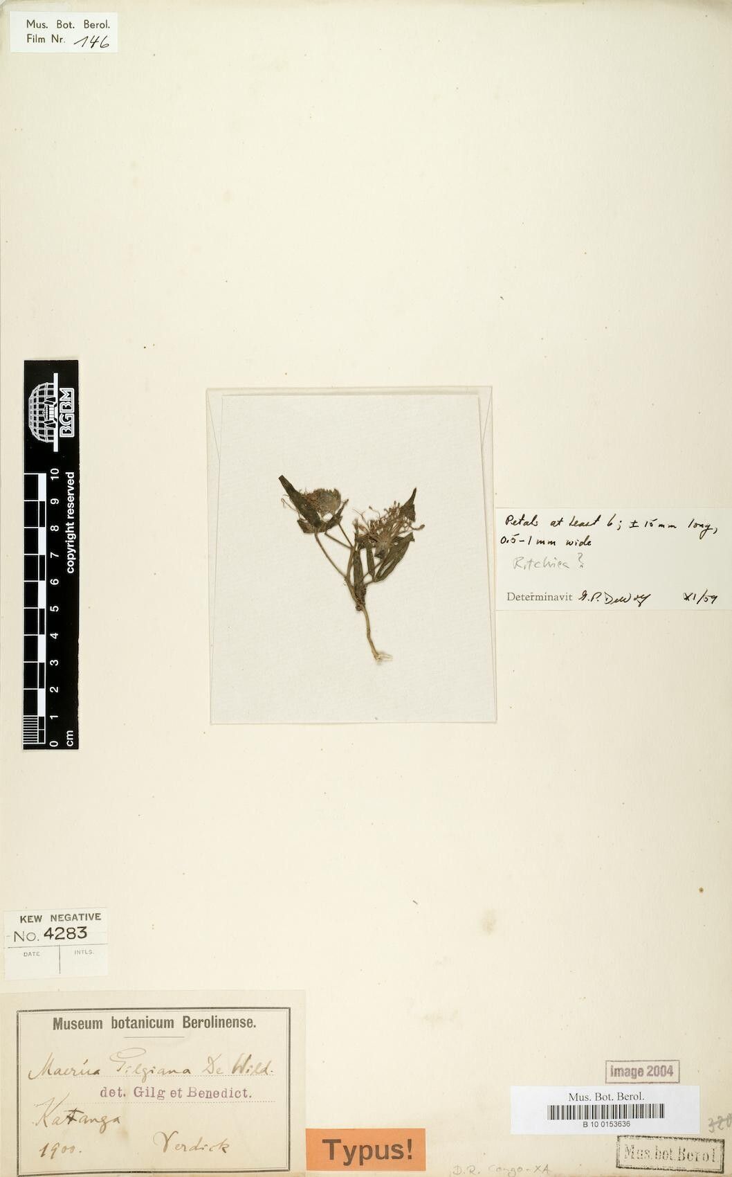 Maerua gilgiana — search result for 'Maerua'