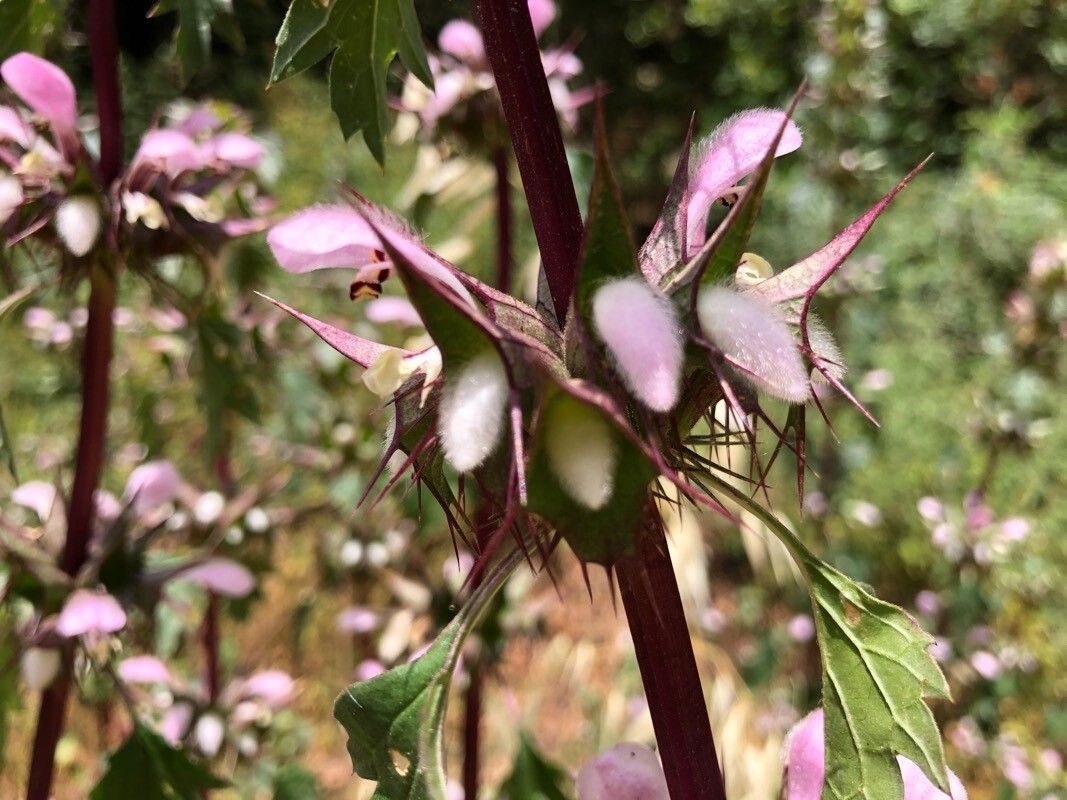 Moluccella spinosa — related species from the same genus