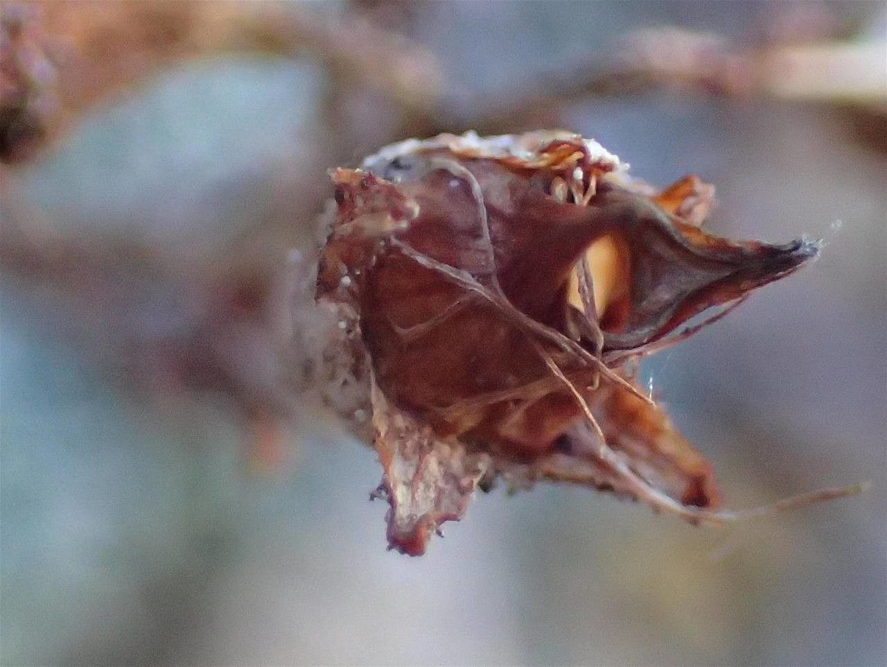 Saxifraga aretioides fruit