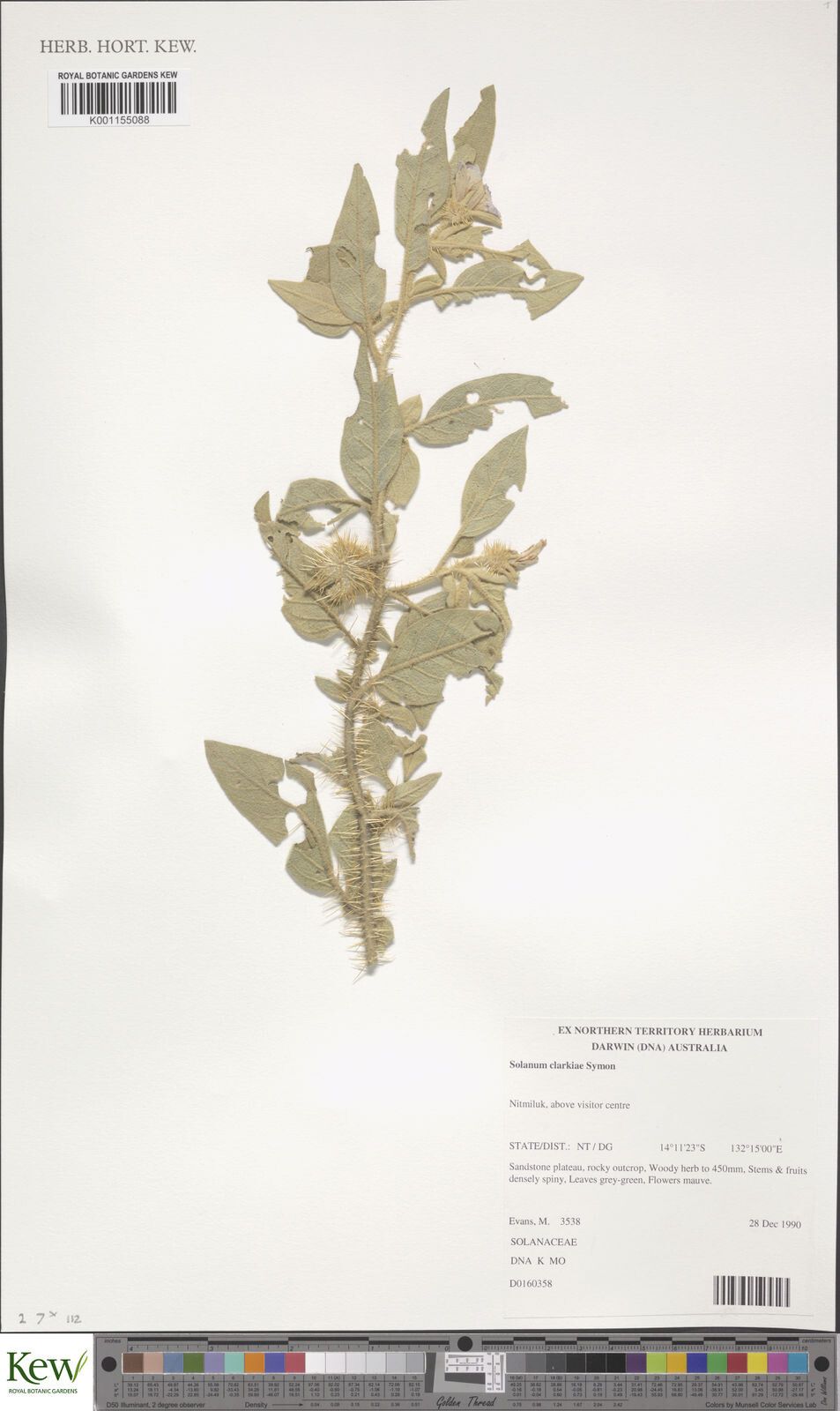 Solanum clarkiae — houseplant care guide