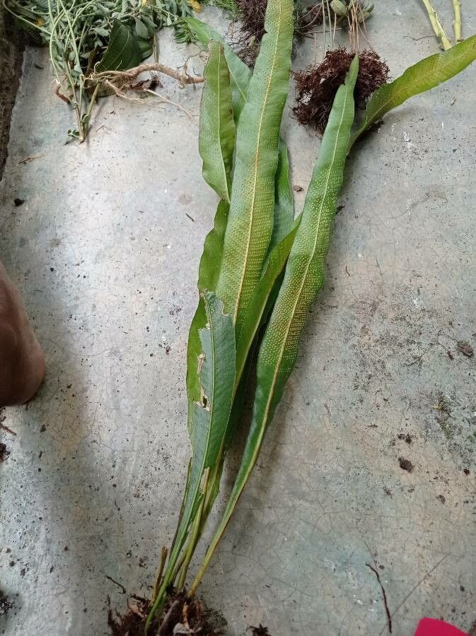 Campyloneurum brevifolium leaf