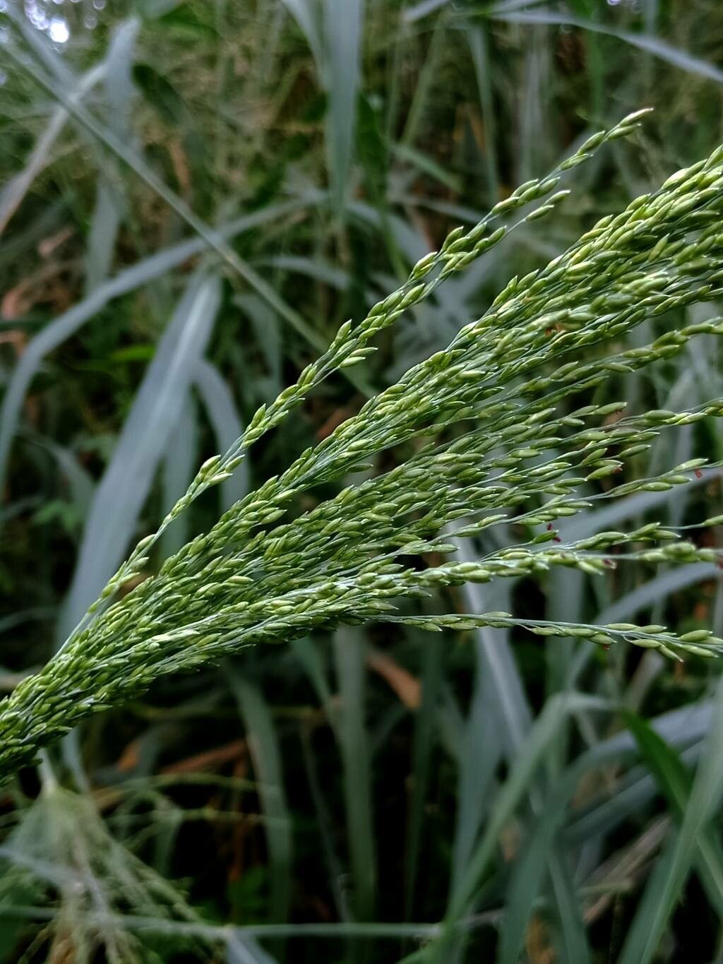Panicum virgatum fruit