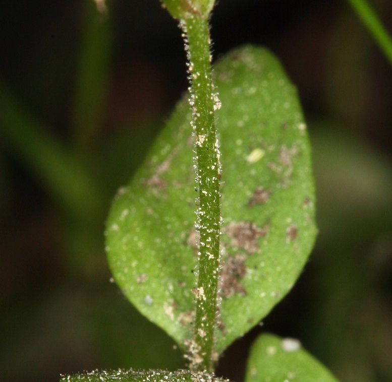 Epilobium howellii — search result for 'Epilobium'