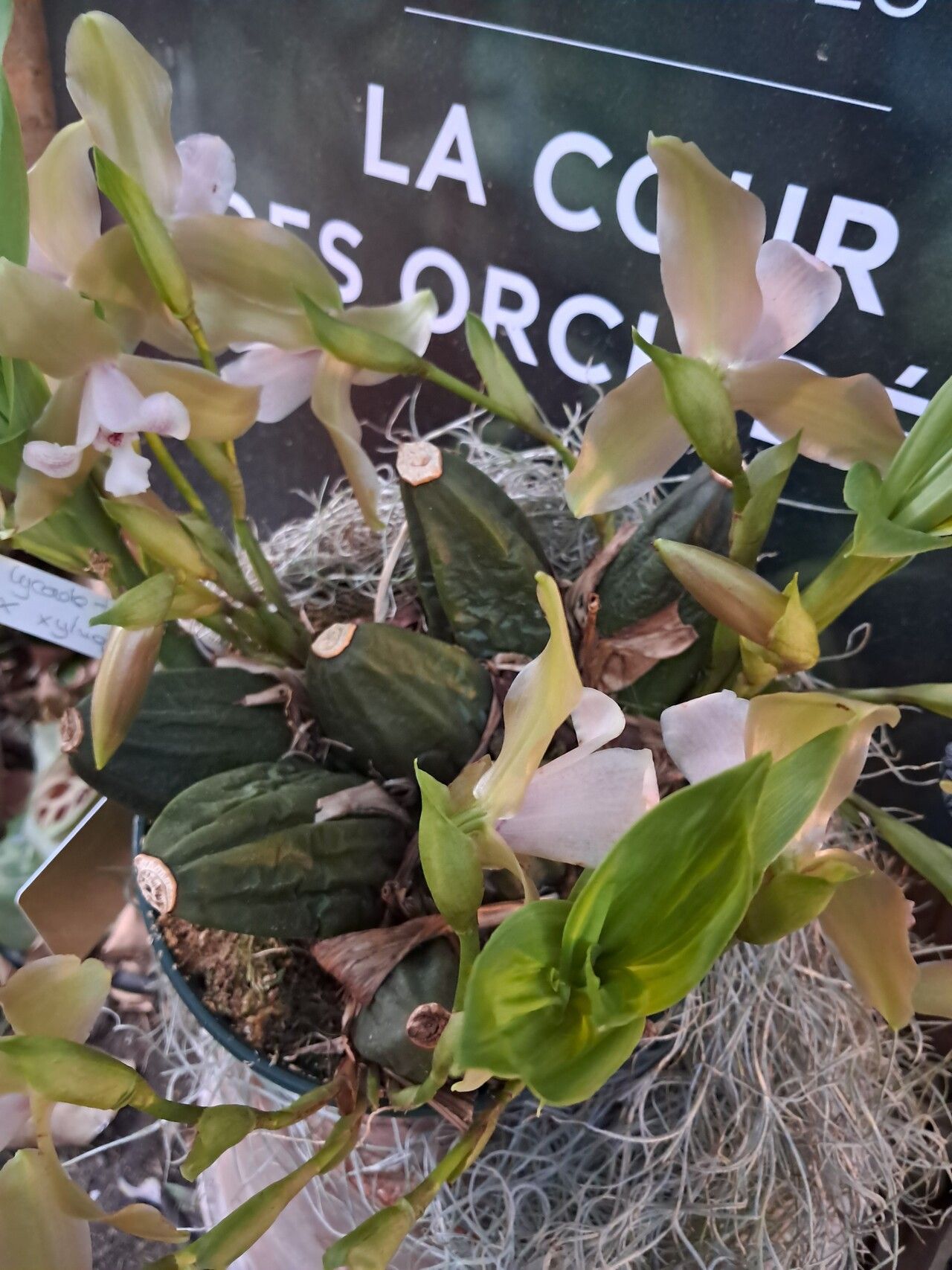 Lycaste tricolor habit