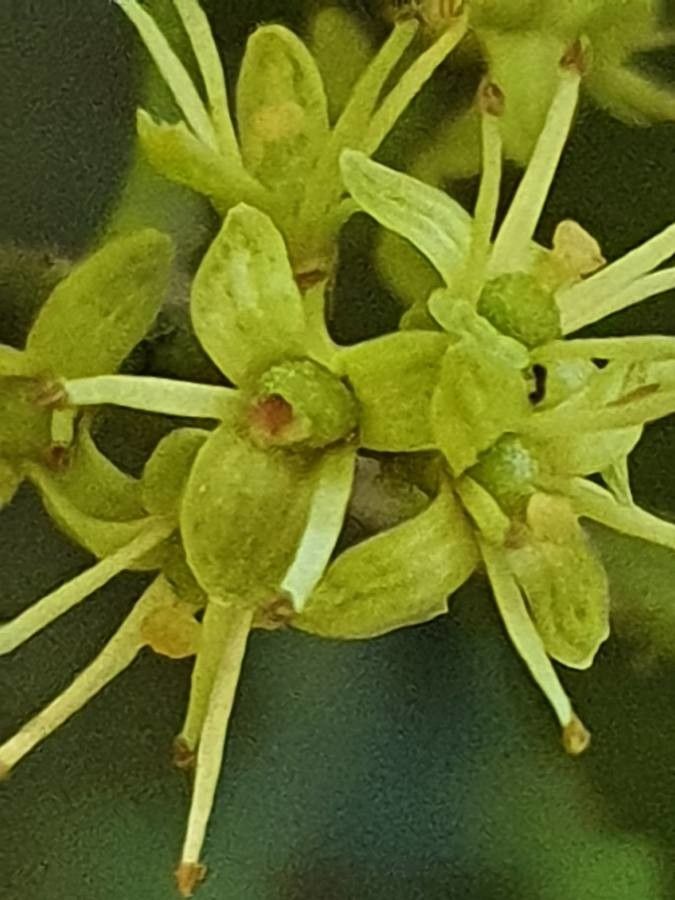 Vepris simplicifolia flower