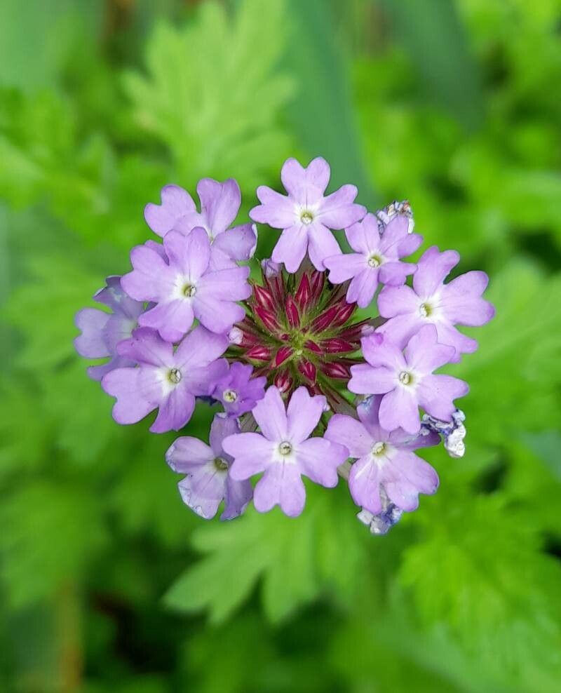 Verbena lilloana flower