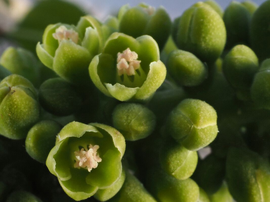 Coccoloba peltata flower