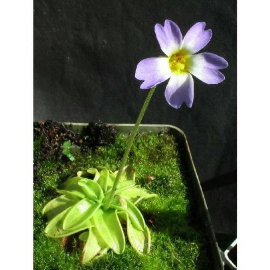 Pinguicula primuliflora — houseplant care guide