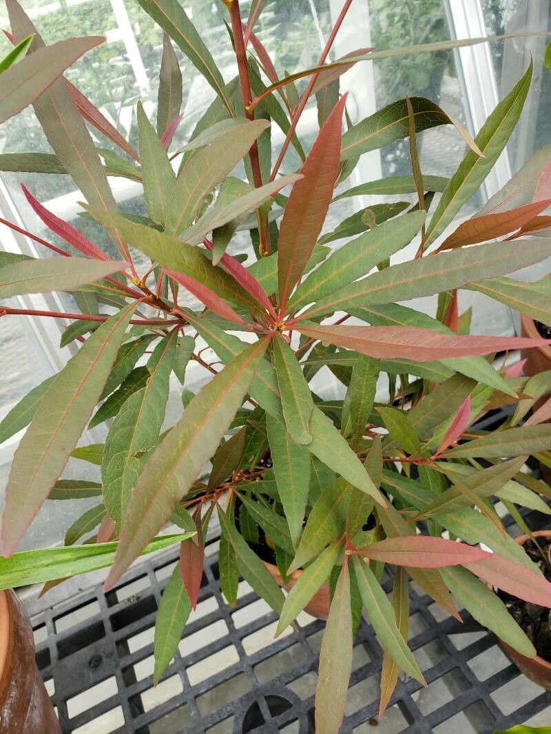 Elaeocarpus grandiflorus — houseplant care guide