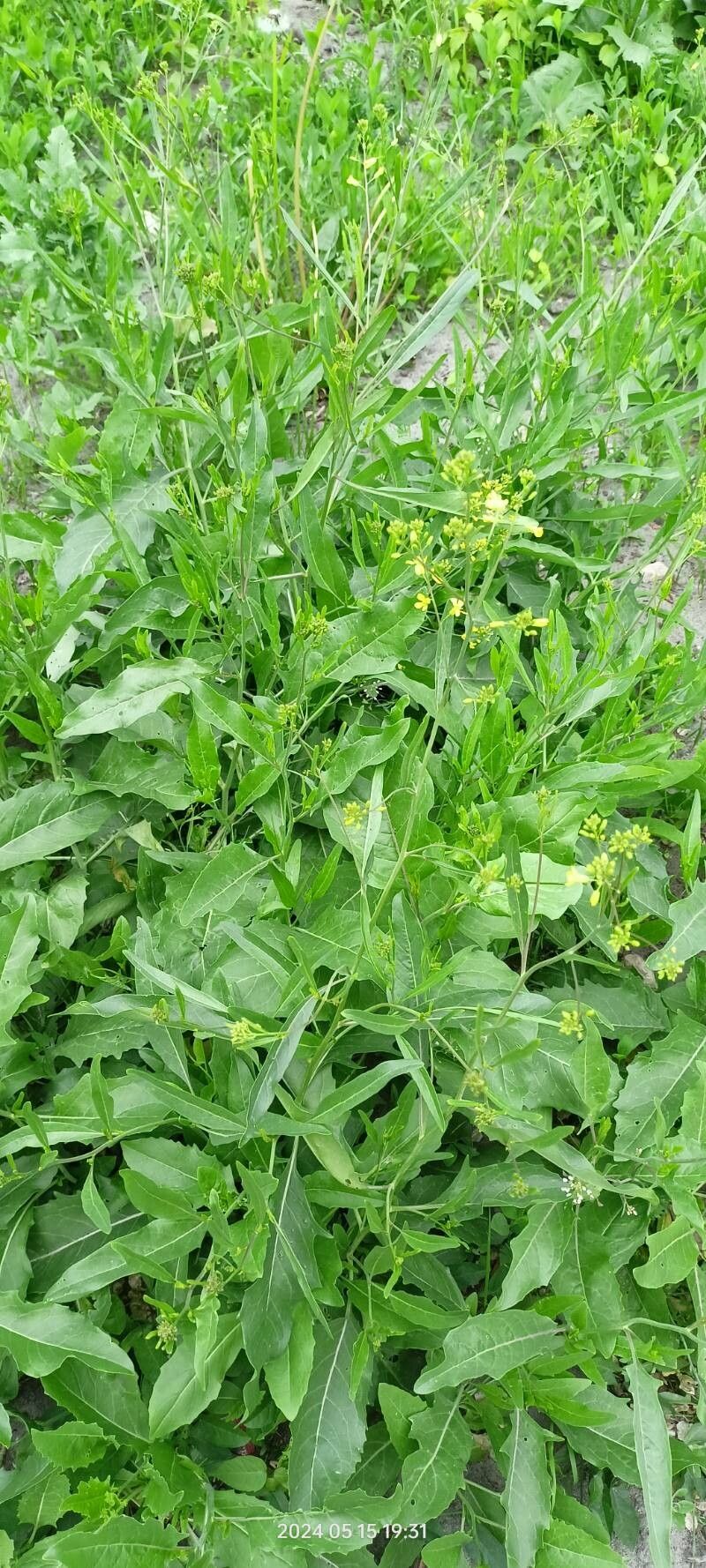 Sisymbrium volgense habit