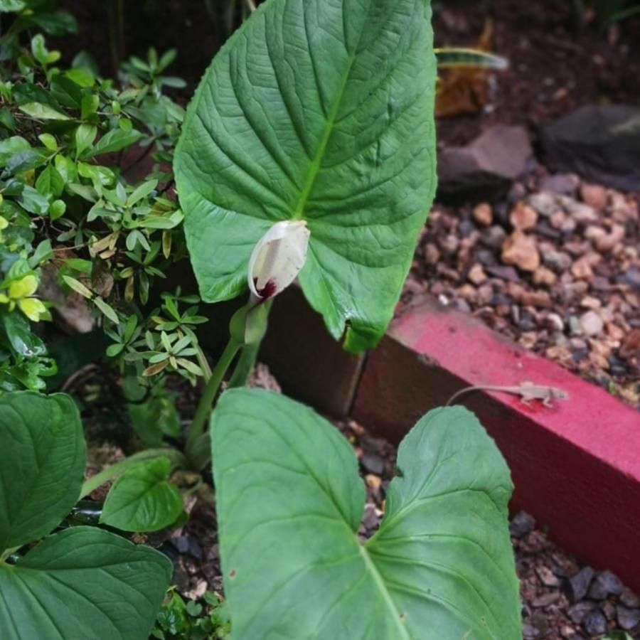 Xanthosoma mexicanum — search result for 'Xanthosoma'