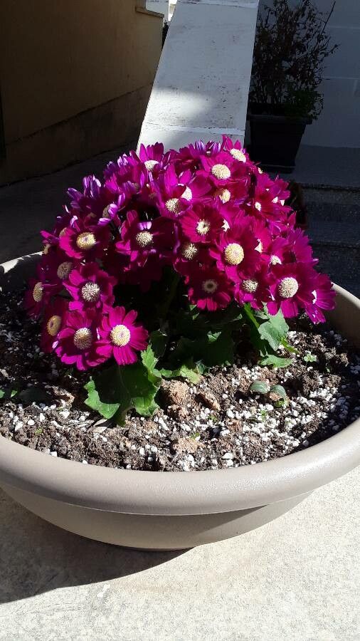 Pericallis cruenta habit