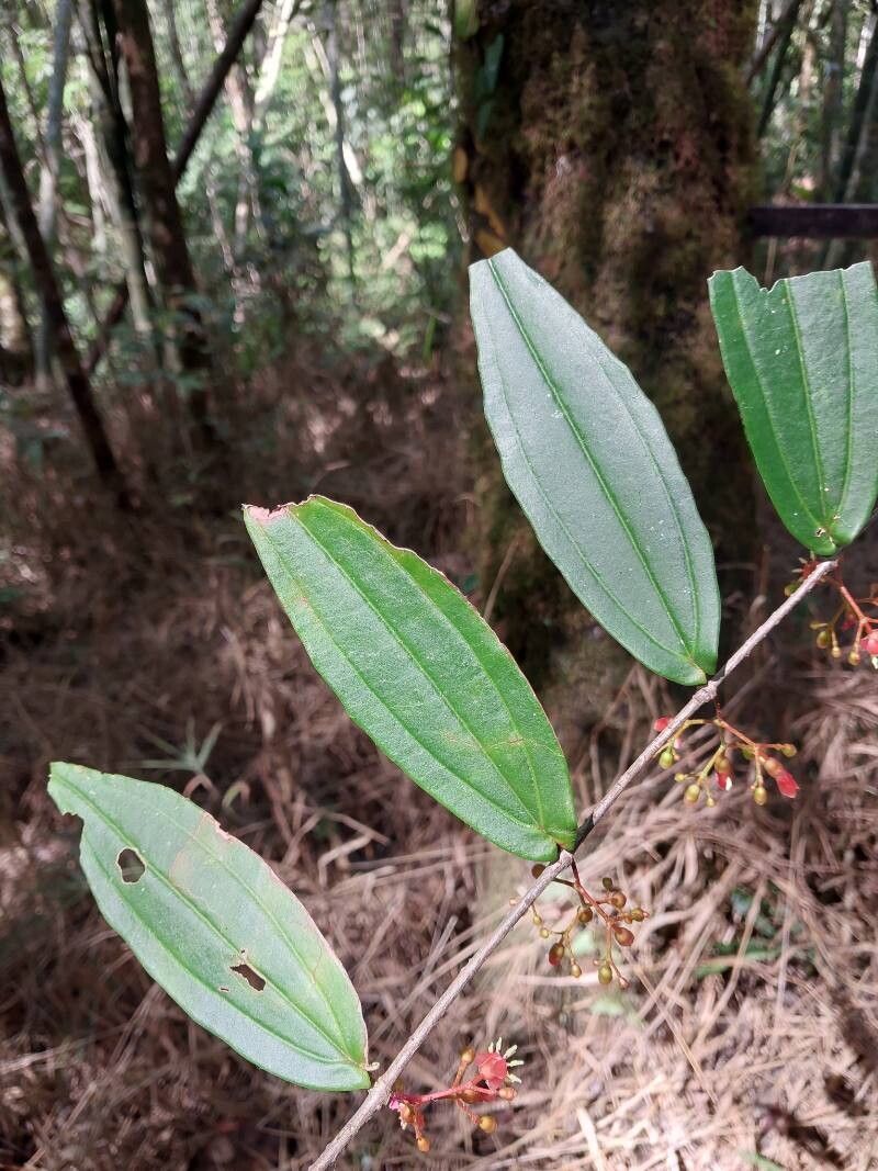 Medinilla angustifolia leaf