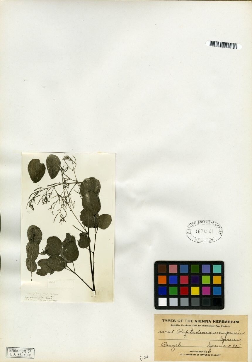 Piptadenia uaupensis — houseplant care guide