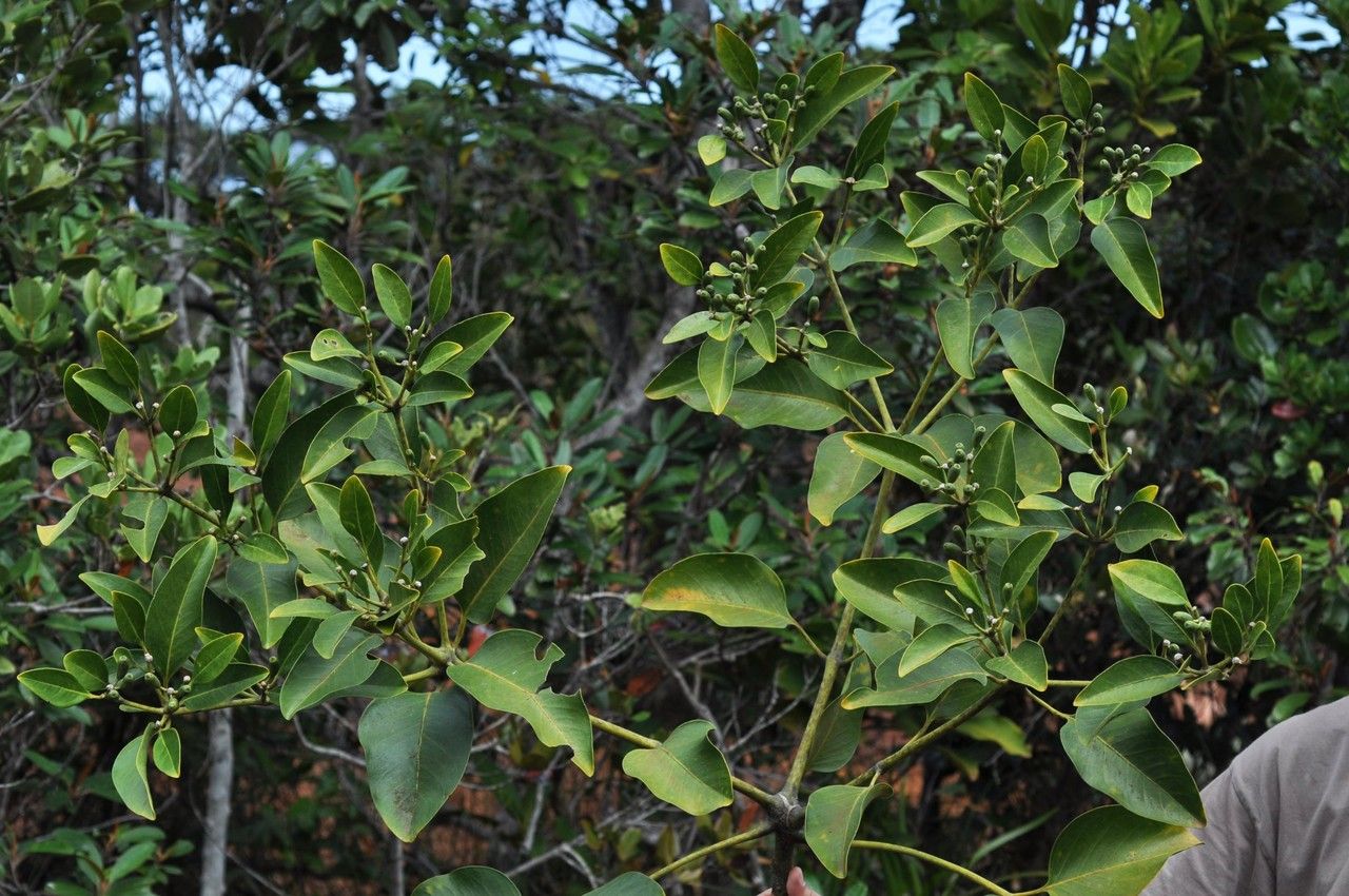 Polyscias mackeei habit