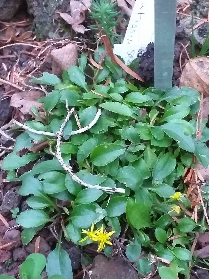 Solidago minutissima habit