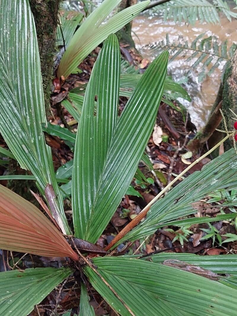 Dypsis louvelii — houseplant care guide