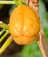 Trichilia casarettoi fruit